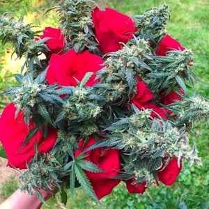 Meet your Posher, Perla